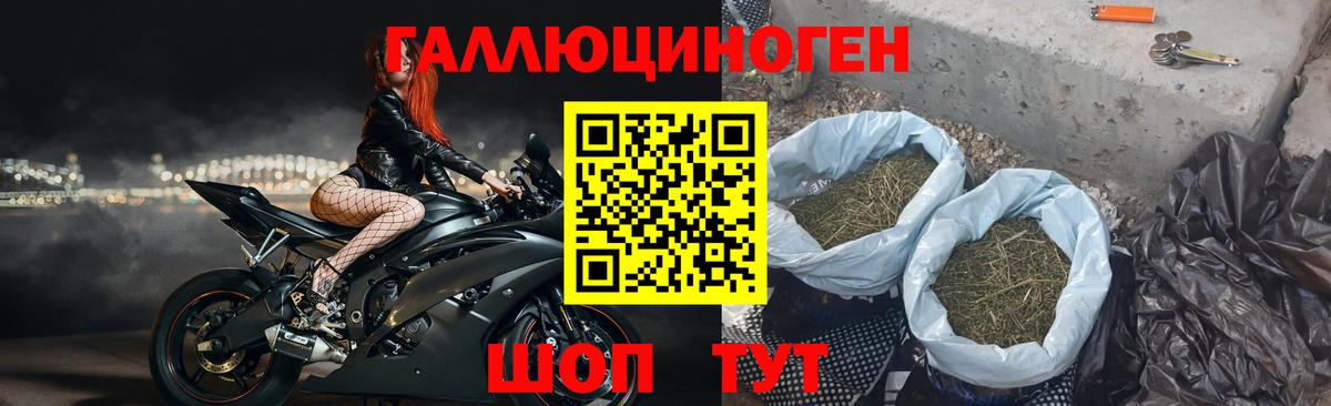 Галлюциногенные грибы Psilocybine cubensis Владимир